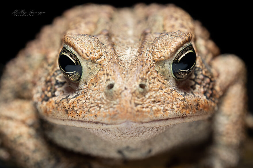 16 Photos Taken With My Homemade Macro Lens, And How To Make Your Own