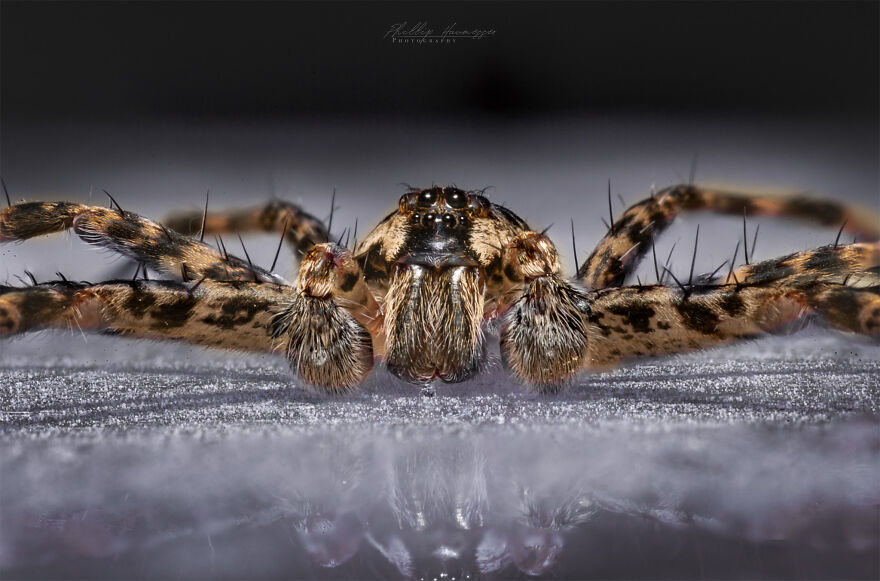 16 Photos Taken With My Homemade Macro Lens, And How To Make Your Own 16 Photos Taken With My Homemade Macro Lens, And How To Make Your Own