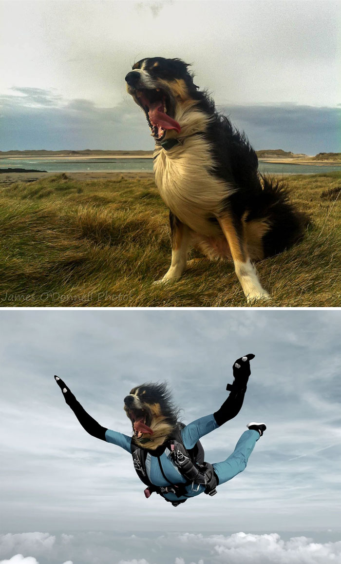 Un perro en un día de viento en Irlanda
