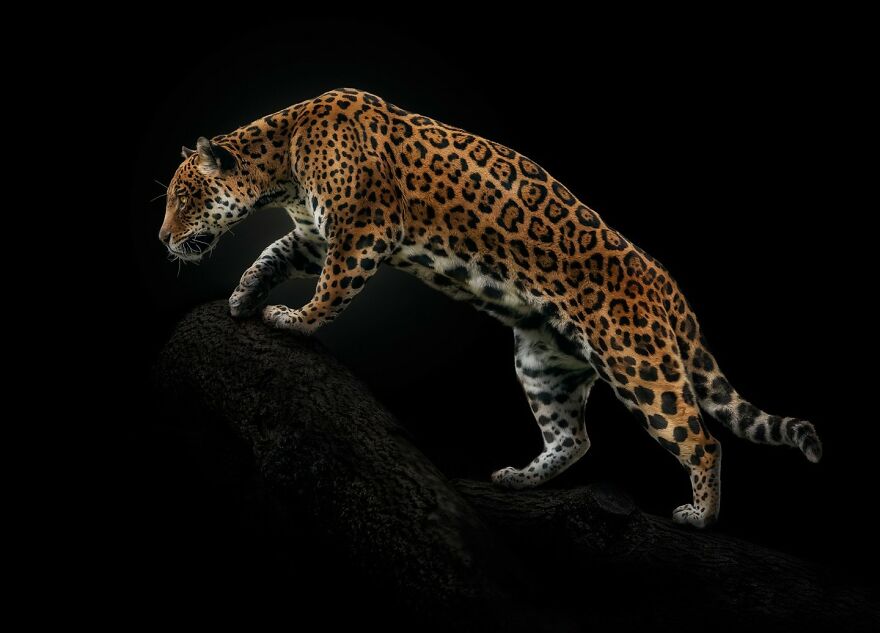 Photographer Takes Stunning Portraits Of Wild Animals