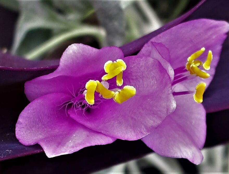 I Take Photos Of Flowers And Plants Around My City Every Summer