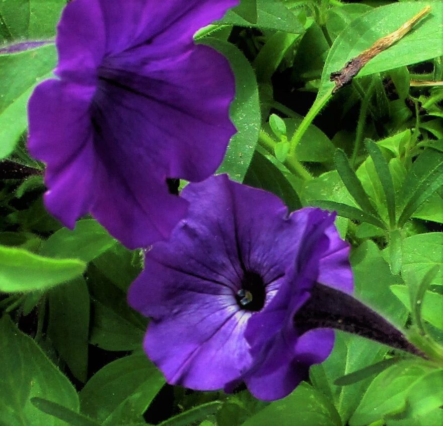 I Take Photos Of Flowers And Plants Around My City Every Summer