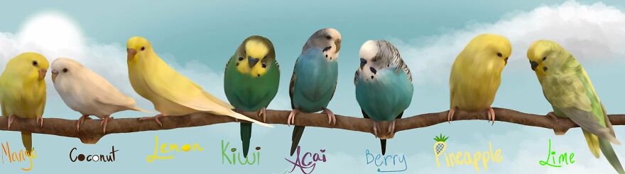 Drawing Of My Parakeets!