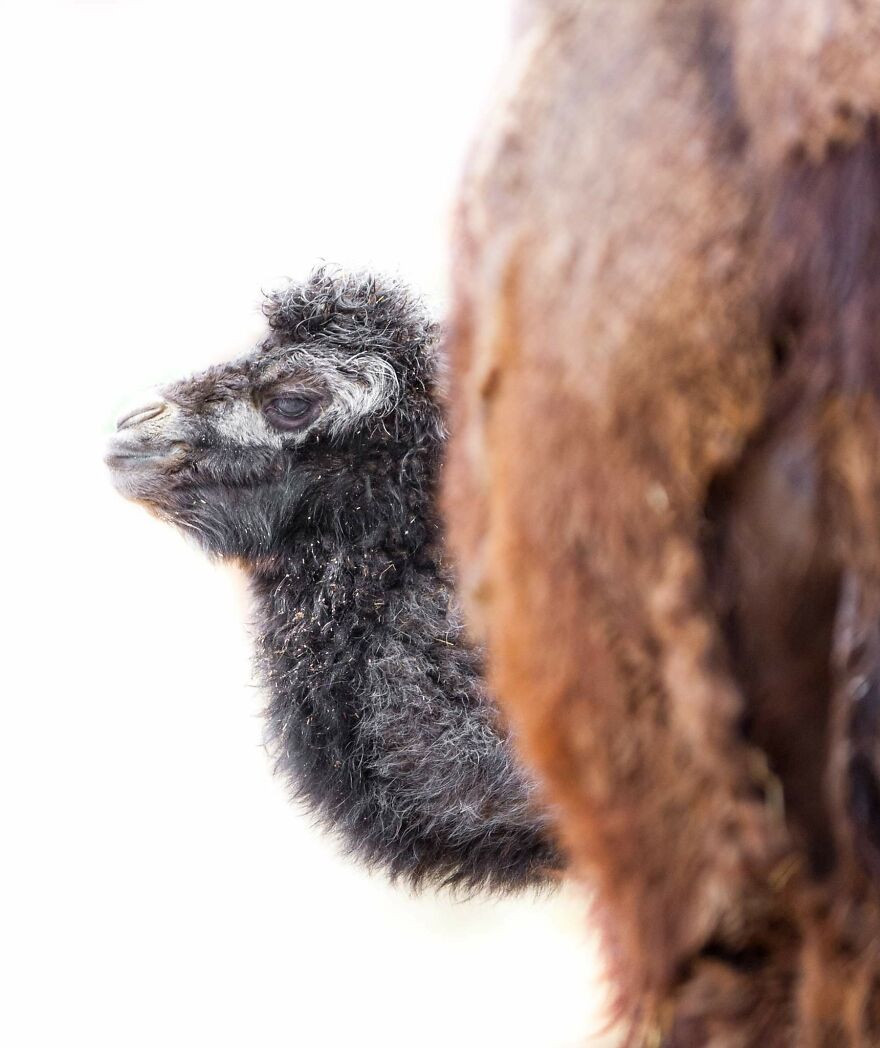 Meet A Rear Baby Bactrian Camel Born In Skopje Zoo (9 Pics)