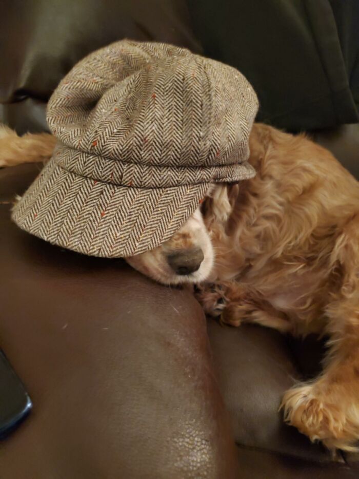 Bella In Bella's Hat.