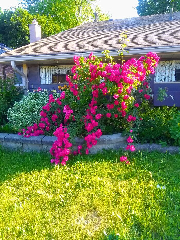 Our Roses In The Front Of Our House