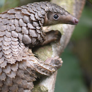 thewhimsybear avatar