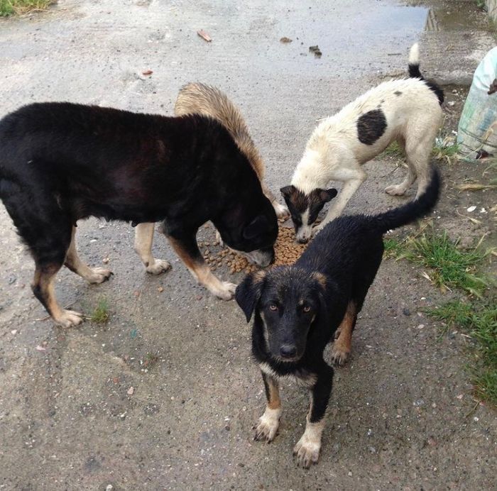 Almost Every Day After Work, This Woman Drives Up The Hills Of Sapanca In Turkey To Take Care Of Neglected Dogs There Almost Every Day After Work, This Woman Drives Up The Hills Of Sapanca In Turkey To Take Care Of Neglected Dogs There