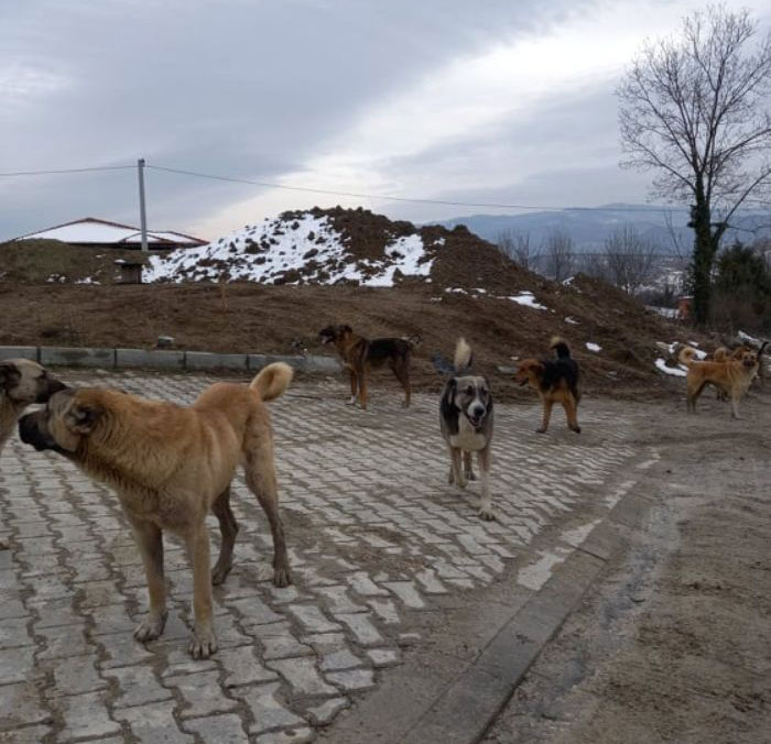 Almost Every Day After Work, This Woman Drives Up The Hills Of Sapanca In Turkey To Take Care Of Neglected Dogs There Almost Every Day After Work, This Woman Drives Up The Hills Of Sapanca In Turkey To Take Care Of Neglected Dogs There