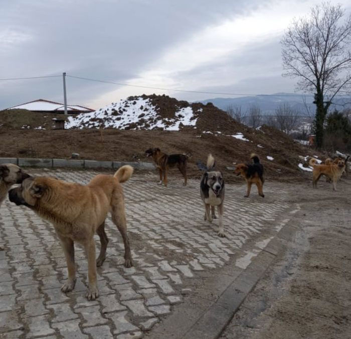 Almost Every Day After Work, This Woman Drives Up The Hills Of Sapanca In Turkey To Take Care Of Neglected Dogs There