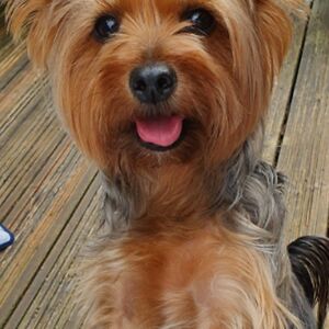 debramcgregor avatar