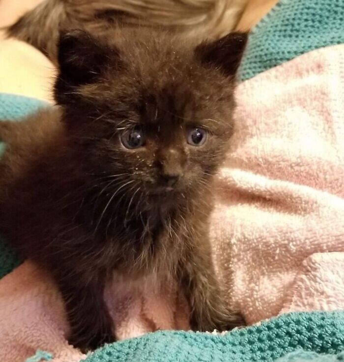 Baby Finn, Found Him Abandoned In My Yard, As I Bottle Fed Him, He Crawled Deep Into My Heart
