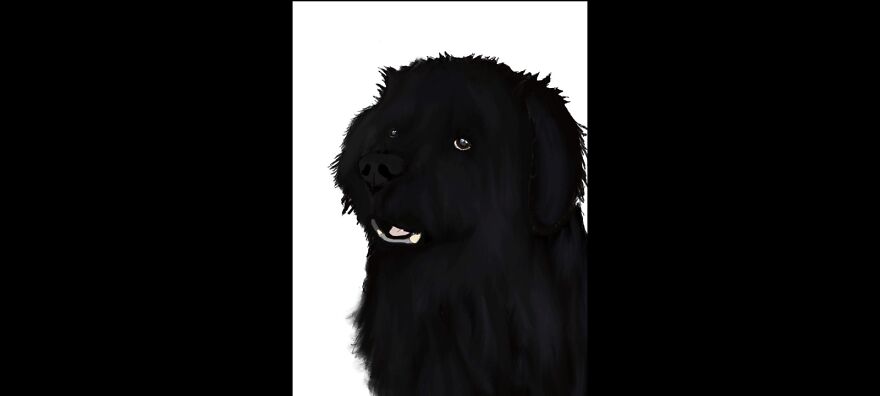 Drawing I Did Of My Newfoundland, Sadie, She Passed In 2020. First Time Drawing On Procreate.