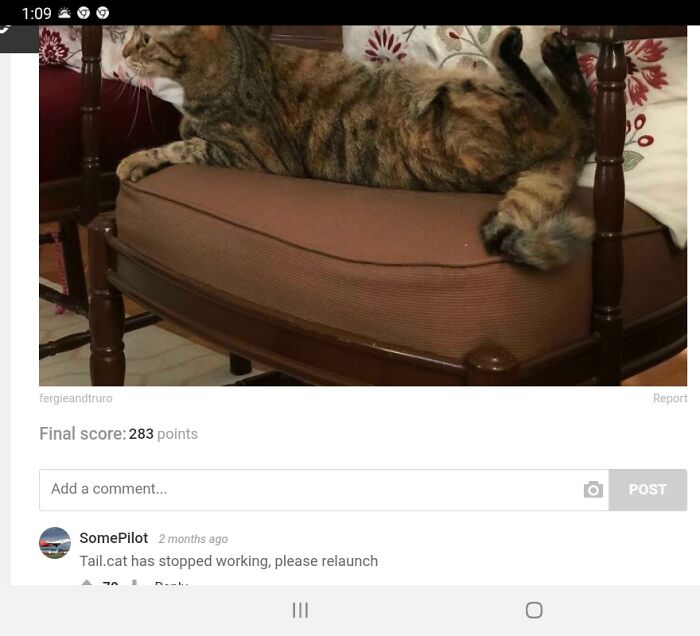 I Didn't Know Cats Could Do This