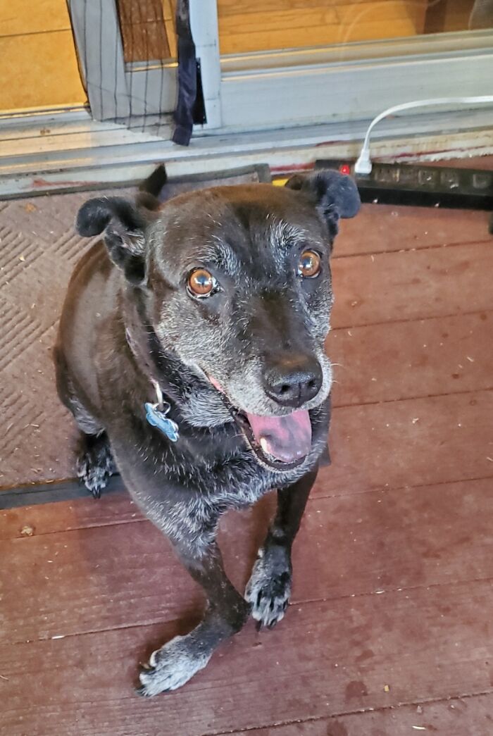 Lottie Dog, Senior Rescue Pup. Deformed Front Legs From A Spiral Fracture And Rickets. Extreme Behavior Issues From Abuse And Life As A Stray. Went From Not Even Being Able To Walk On Carpet Or Use Stairs To A Couch Potato. Living Her Best Life After Being On Death Row And Adopted At 9.