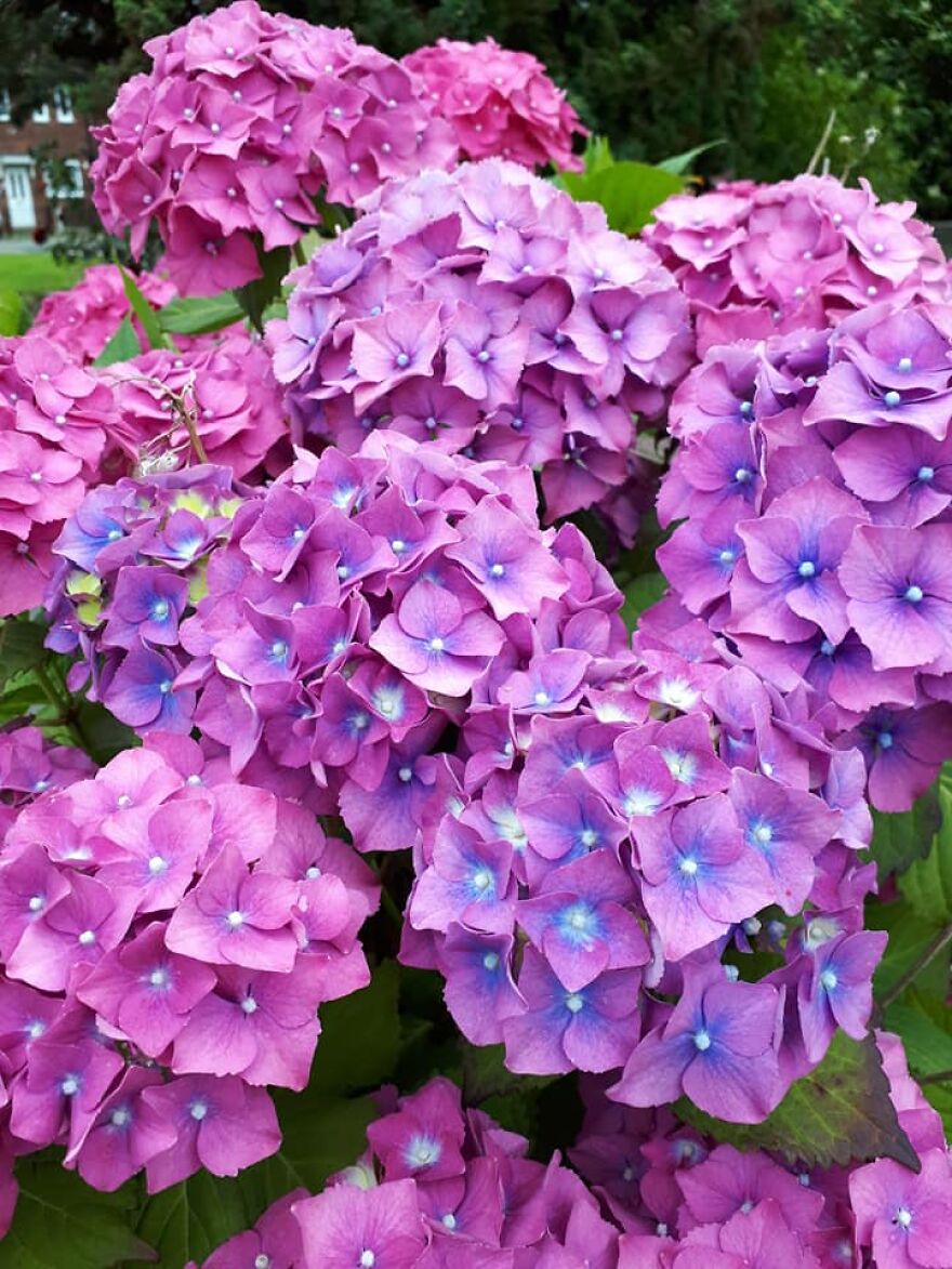 Hydrangeas Spotted In A Garden. One Of My Favourite Flowers