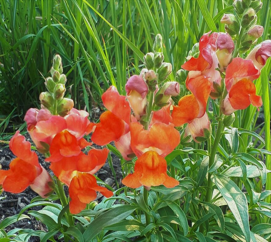 I Take Photos Of Flowers And Plants Around My City Every Summer