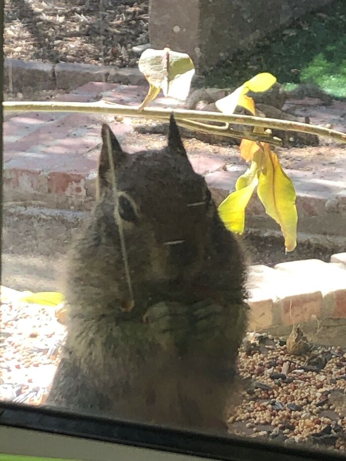 Squirrel Friends - It Helps To Put Out A Bunch Of Peanuts For Them