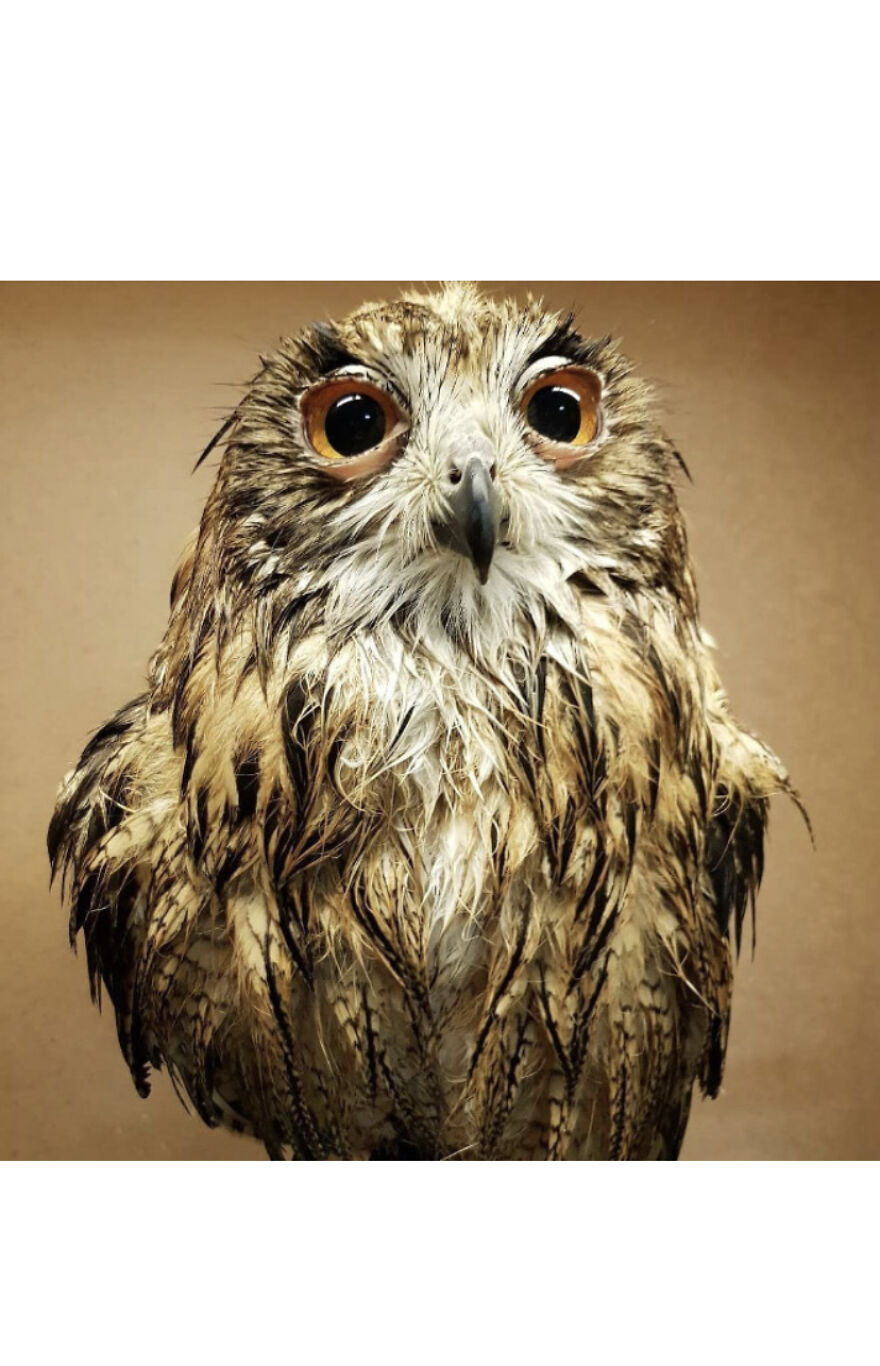 This Collection Of Wet Owls Is Everything You Need Today