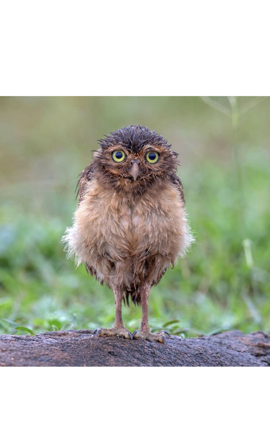 This Collection Of Wet Owls Is Everything You Need Today