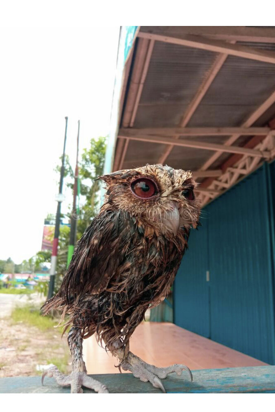 This Collection Of Wet Owls Is Everything You Need Today