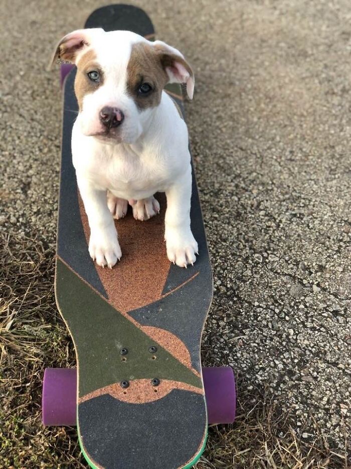 Bronson Ready For An Afternoon Skate!
