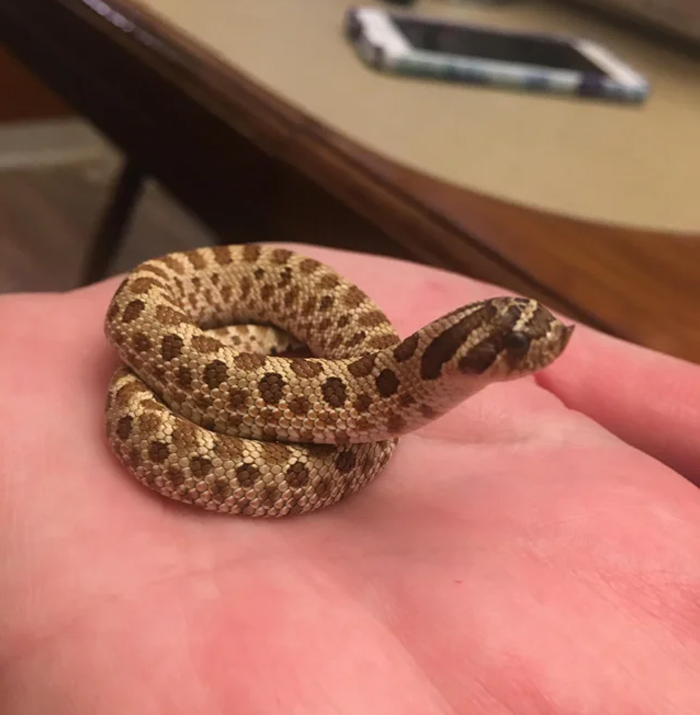 My Little Brother's New Hog Nose Snake. She's Currently 8'9 Inches