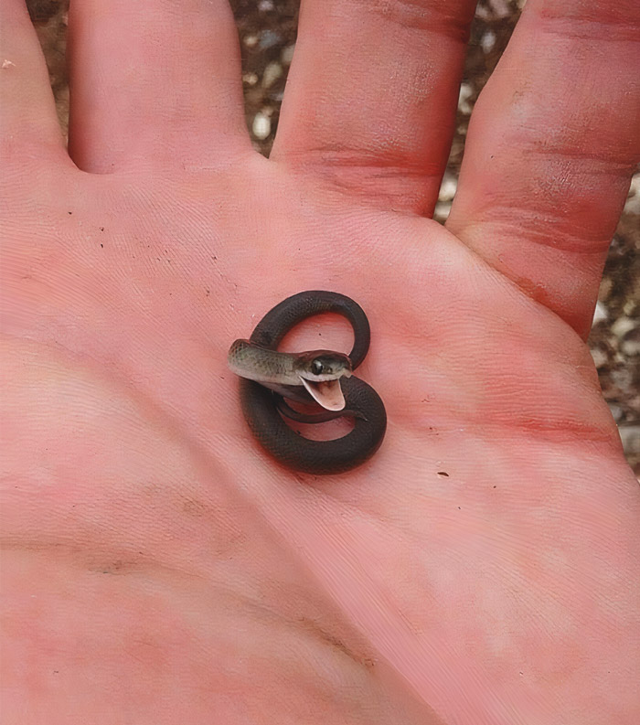 Green Snake Hatchling