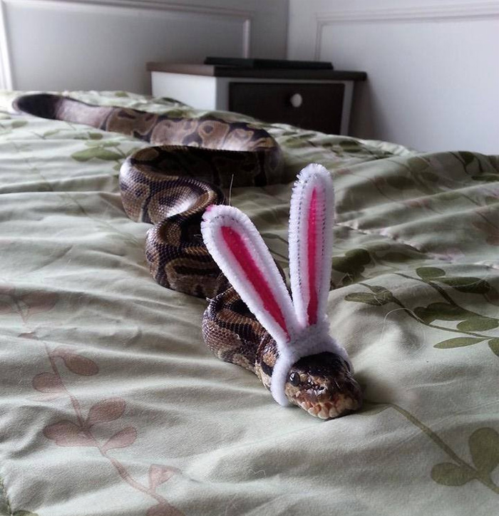 Celebrating Easter With A Snake