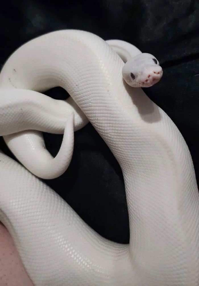 So I Herd Ya’ll Like Snakes? This Is Luna