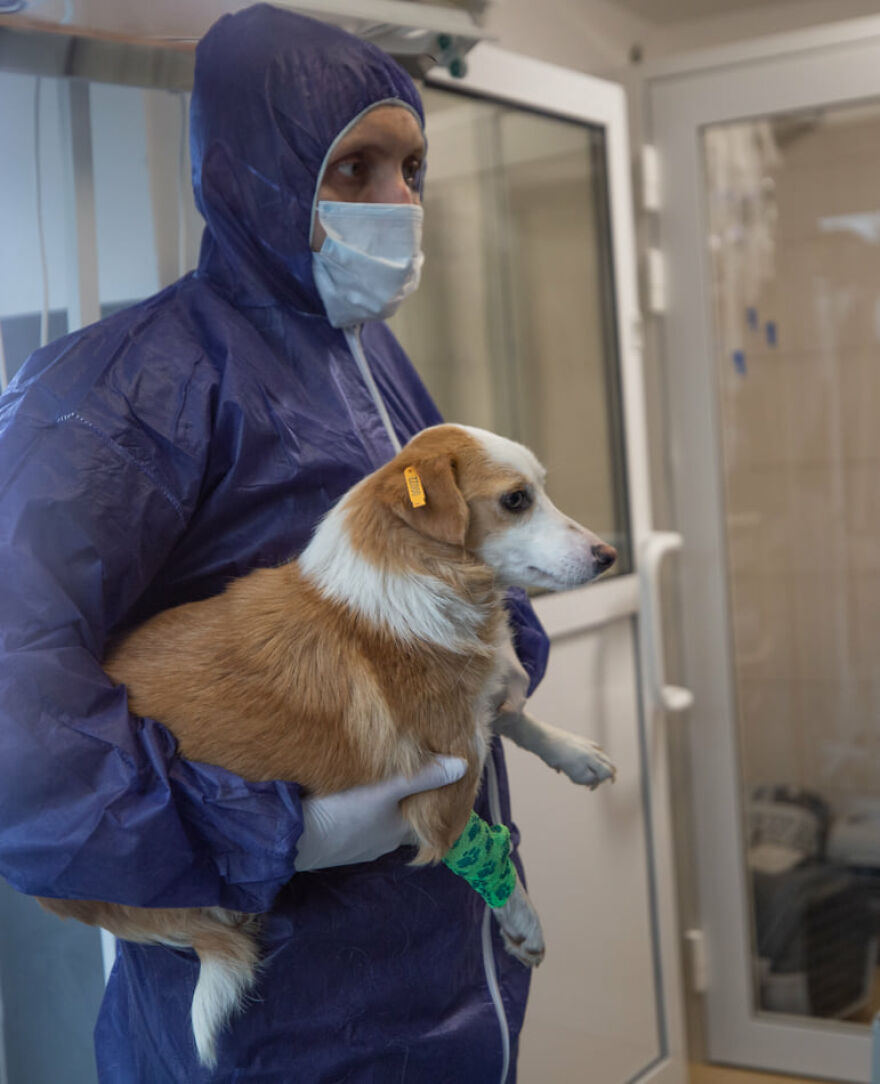 Brave Vet Rescues Traumatized Pets From Ukraine And Delivers Them To Safety