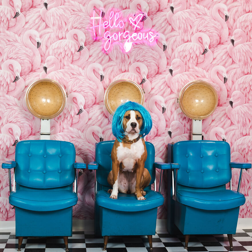 Glamorous Tiktok Stars Like Luna The Pittie, Who Has 4.3m Followers, Got Makeovers. Not That She Needed It, She’s A Stunner