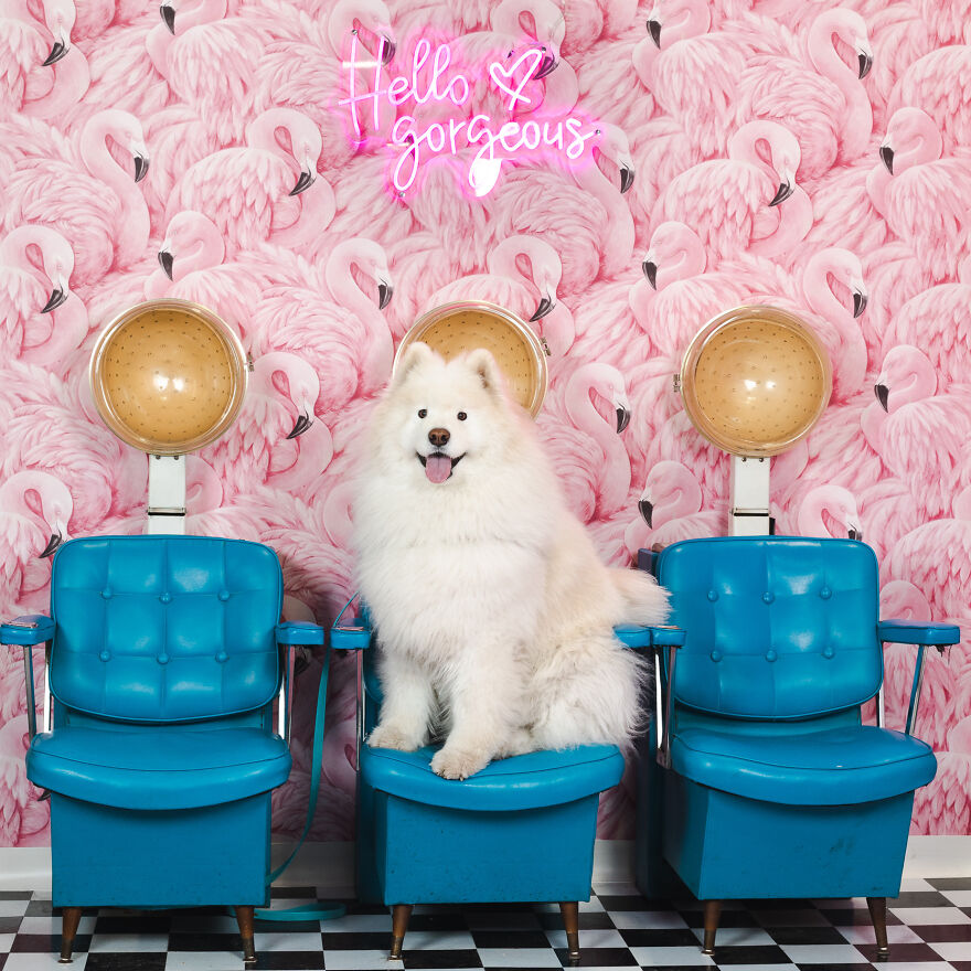 Ryder The Samoyed aka Instagram’s Floofiest Floofer Leapt At His Chance For The Salon Treatment