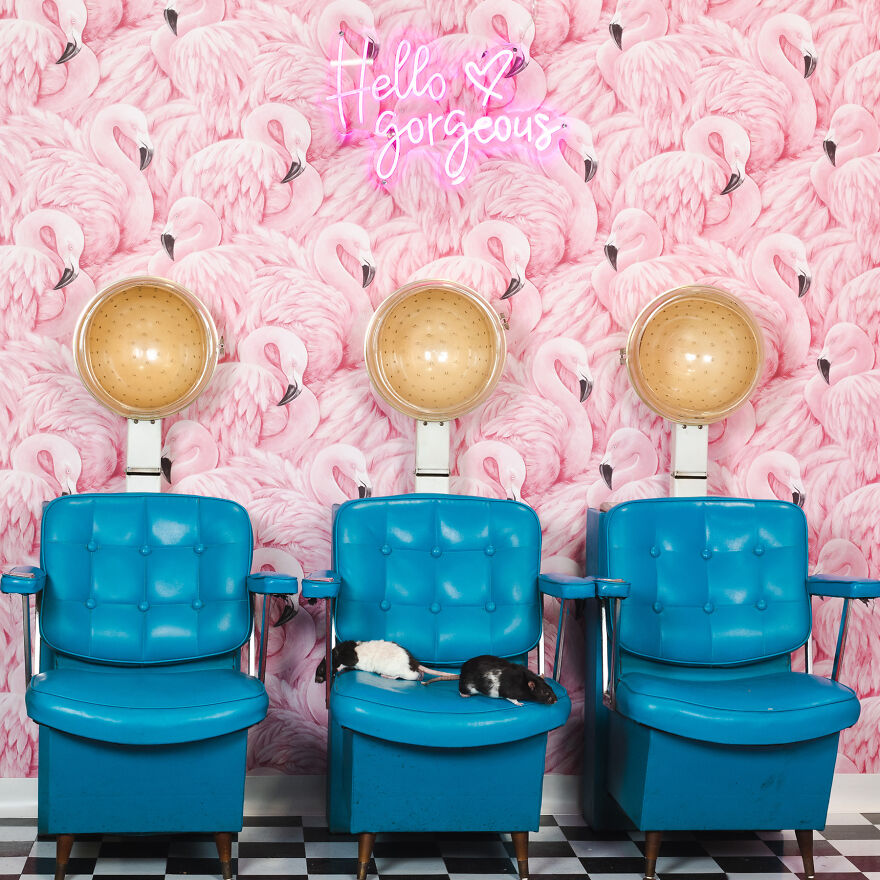 Rats If You Missed It!