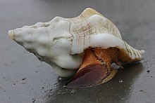 Whelk-624acb018afeb.jpg