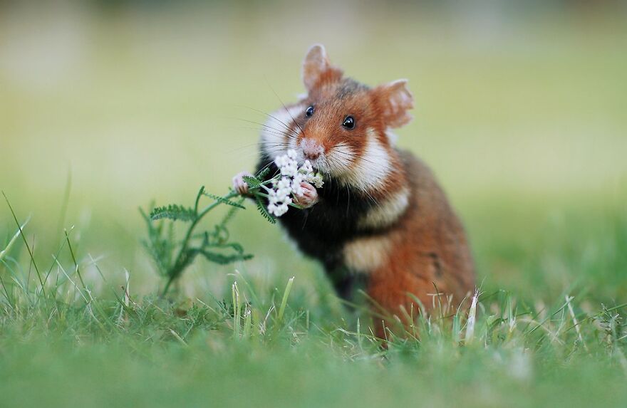 Wildlife Photographer Spends 10 Years To Photograph Wild Hamsters - See His Best 30 Pictures