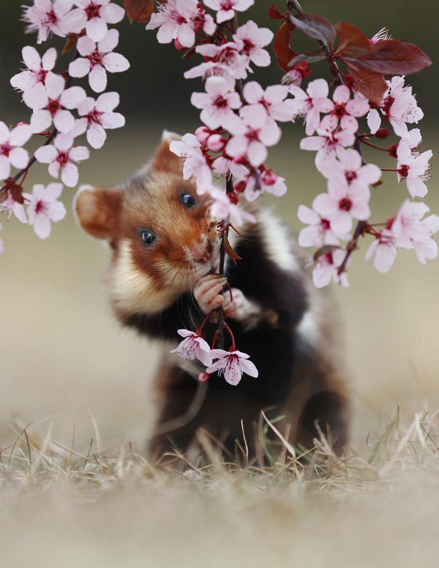Wildlife Photographer Spends 10 Years To Photograph Wild Hamsters - See His Best 30 Pictures