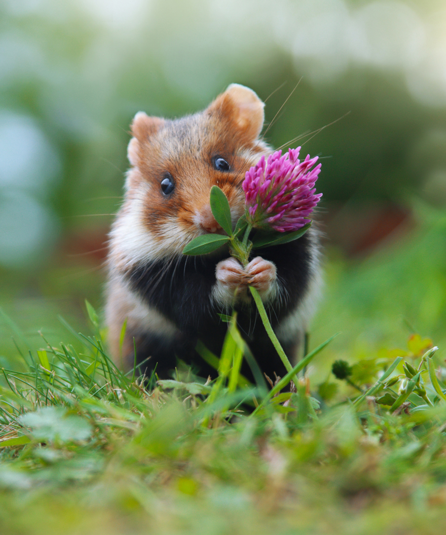 Wildlife Photographer Spends 10 Years To Photograph Wild Hamsters - See His Best 30 Pictures