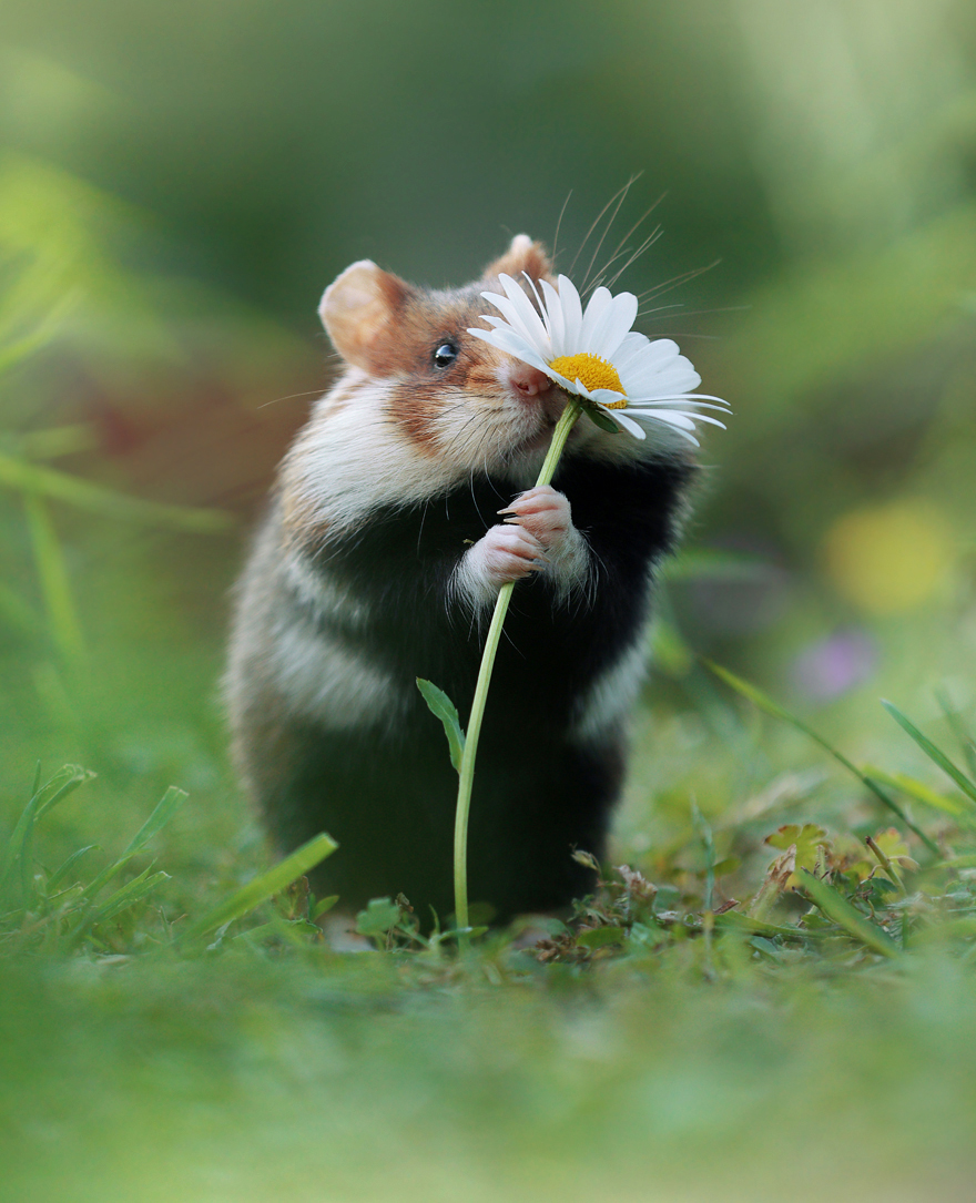 Wildlife Photographer Spends 10 Years To Photograph Wild Hamsters - See His Best 30 Pictures
