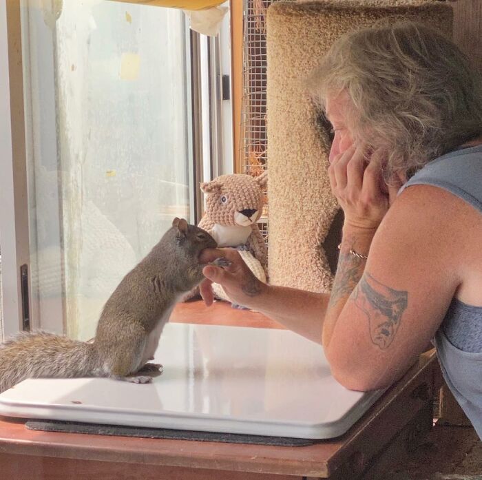 Woman Sheltered A Squirrel She Found In Her Garden Hoping To Release Him Eventually, The Squirrel Decided To Stay With Her