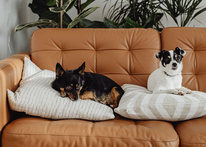 Woman Wants Childfree Sister To Babysit Her Kids, Asks Her To Stop Fostering Dogs Woman Wants Childfree Sister To Babysit Her Kids, Asks Her To Stop Fostering Dogs