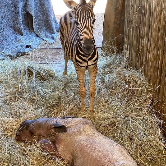 Orphan Rhino Sanctuary Finds An Abandoned Zebra And Takes It Under Their Care, Gifting A Best Friend To One Of The Rhinos There Orphan Rhino Sanctuary Finds An Abandoned Zebra And Takes It Under Their Care, Gifting A Best Friend To One Of The Rhinos There