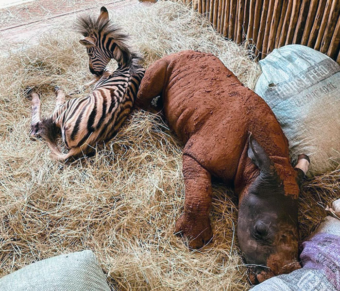 Orphan Rhino Sanctuary Finds An Abandoned Zebra And Takes It Under Their  Care, Gifting A Best Friend To One Of The Rhinos There | Bored Panda