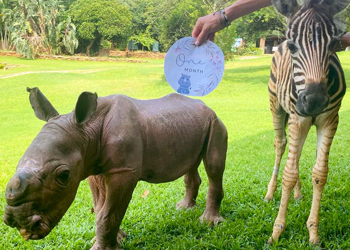 Orphan Rhino Sanctuary Finds An Abandoned Zebra And Takes It Under Their Care, Gifting A Best Friend To One Of The Rhinos There Orphan Rhino Sanctuary Finds An Abandoned Zebra And Takes It Under Their Care, Gifting A Best Friend To One Of The Rhinos There