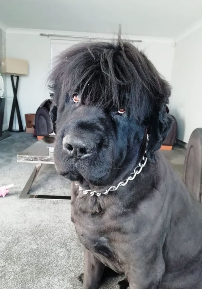 Just Shaved My Newfoundland. Look At His New Hair Style. What A Dude
