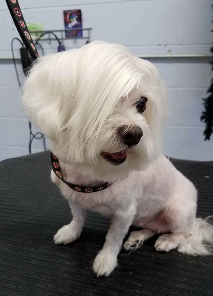 I Asked For The Can I Speak To Your Manager Haircut. I Almost Peed Myself
