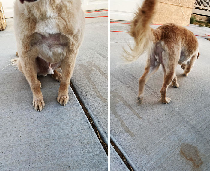 I Took My Dog For Grooming. Almost 5 Hours Later I Received A Call To Pick Him Up And This Is What He Looked Like. He Had Random Spots Where His Fur Was Shaved Off
