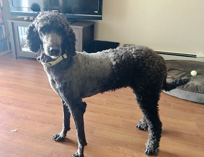 Dog-Mom Shame Me If You Must. I Must Have Remembered To Recharge My Clippers Before Starting A Haircut. Poor Oscar Looks Like He's Wearing Pants