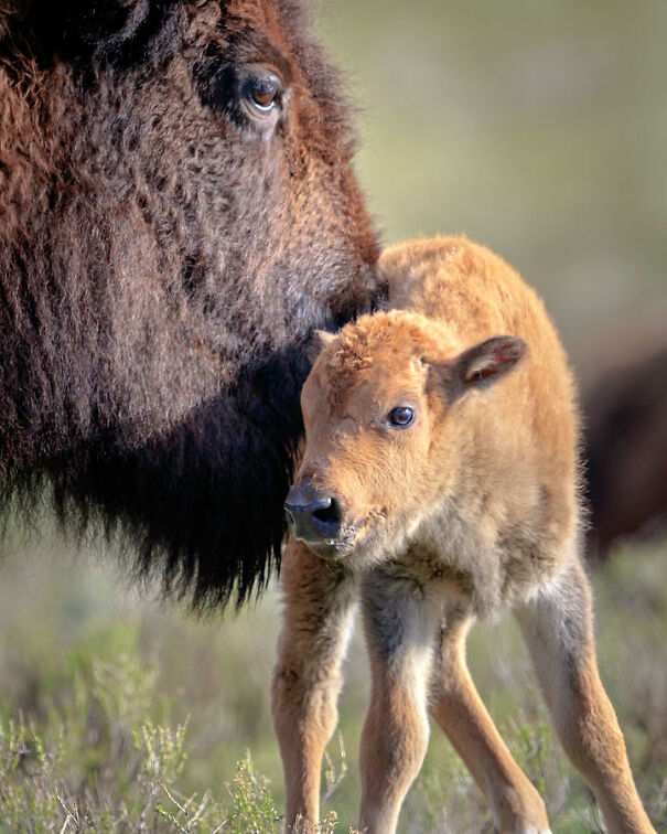 bison-baby-jack-bell-626c13ab5c85c.jpg