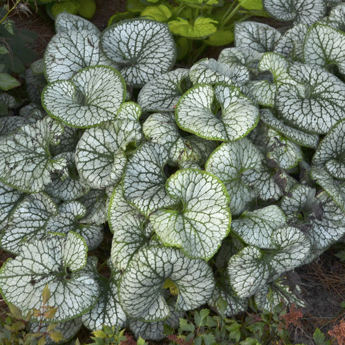 brunnera_jack_frost-62461bac3f6da.jpg